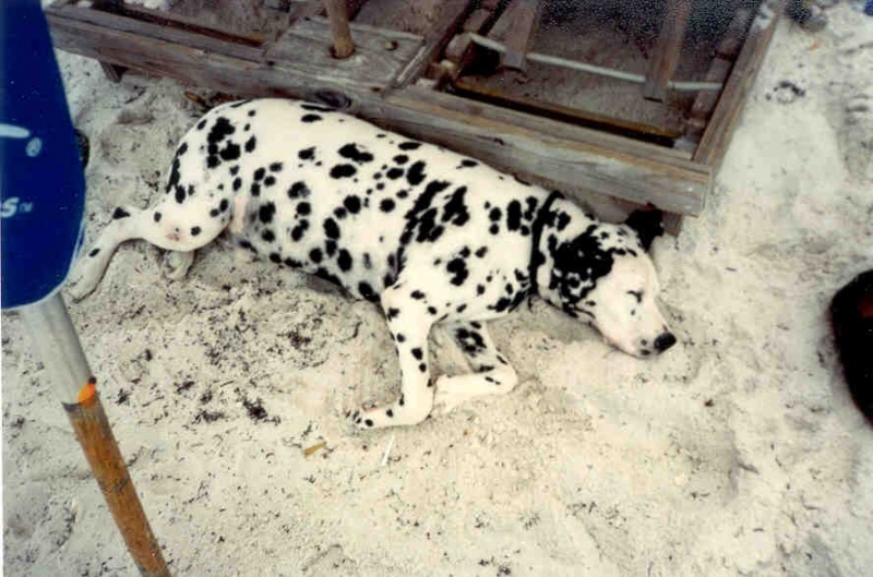 File:Louiesleep.jpg