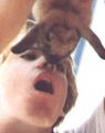 Thumbnail for version as of 23:36, 27 January 2010